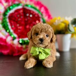 Tucker - Red  male Poodle puppy in Kentucky from Deerly Poodles
