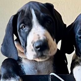 Minnie Mantle - Mantle female Great Dane puppy in Clayton, Washington from DaneLand Farm
