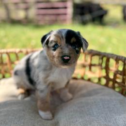 BMM3 - yellow collar - Blue merle male Miniature Australian Shepherd puppy in Stuart, Virginia from Apple Tree Mini Aussies