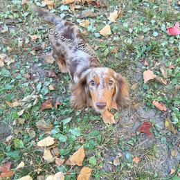 Jersey - Dachshund
