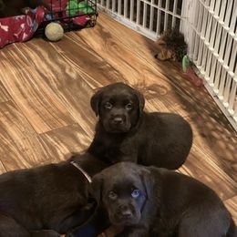 Labrador Retriever Puppies from Spellcast Labradors