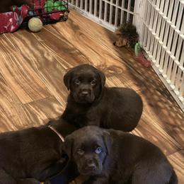 Labrador Retriever Puppies from Spellcast Labradors