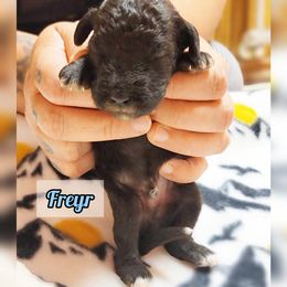 Bedlington Terrier Puppies from Dreamy Muse Bedlingtons