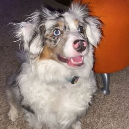 Miniature American Shepherd and Papillon All Grown Up from LS Best Friends
