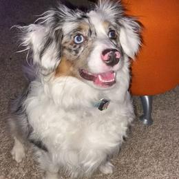 Miniature American Shepherd and Papillon All Grown Up from LS Best Friends