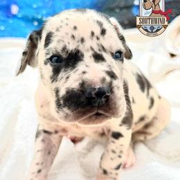Jerry - Harlequin male Great Dane puppy in White City, Kansas from Southwind Great Danes