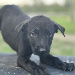 Boy 2 blue collar - Gold brindle Dutch Shepherd puppy in Saint Amant, Louisiana from Mercy Kennels