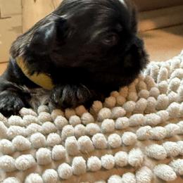 Boy 1 - male Shih Tzu puppy in Zephyrhills, Florida from Tony's Shih Tzus