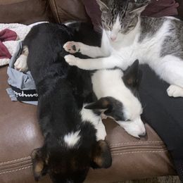 Pembroke Welsh Corgi Puppies from Serenity Ann Pups