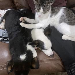 Pembroke Welsh Corgi Puppies from Serenity Ann Pups