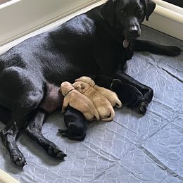 Labrador Retriever Puppies from Daylin’s Doodles & Labradors