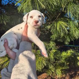 Blue - White and liver brown male Dalmatian puppy in Pine City, Minnesota from Rock Creek Dalmatians