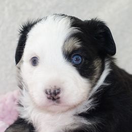 Miniature Australian Shepherds and Toy Australian Shepherds from Longo's Little Aussies