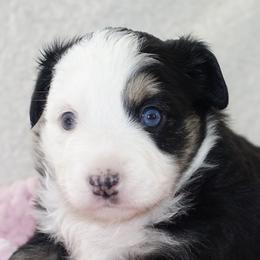 Miniature Australian Shepherds and Toy Australian Shepherds from Longo's Little Aussies