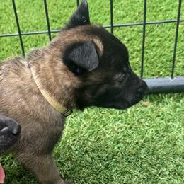 Tan Collar Female - Fawn sable female Belgian Malinois puppy in Boise, Idaho from Wings of Freedom Retrievers and Malinois