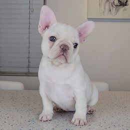 French Bulldogs from Frenchies of WesCo, LLC