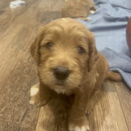 Goldendoodle Puppies from Ellie's Goldendoodles