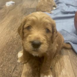 Goldendoodle Puppies from Ellie's Goldendoodles