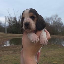 Selena 2700.00 - Black brown and white female Basset Hound puppy in Denison, Texas from Emma Lou's Baby Bassets