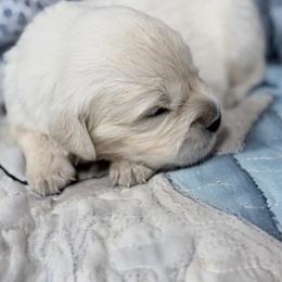 Lt blue - Light golden female Golden Retriever puppy in Tylertown, Mississippi from Southern Paws, LLC