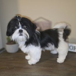 Oliver AKC Exceptional Pedigree - Black and white male Shih Tzu puppy in Kings Mountain, North Carolina from Britany's Shih Tzus