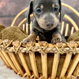 Dachshund Puppies from Harrison Farm