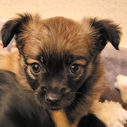 Barkley - Chocolate male Pomeranian puppy in Pass Christian, Mississippi from Cristina Cammarota