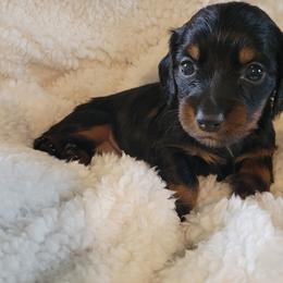 Dachshund Puppies from Bridge Creek Dachshunds