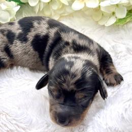 Knox - Dapple male Dachshund puppy in Exeter, California from Sawtooth Miniature Dachshunds