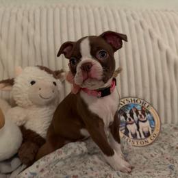 Ember - Red female Boston Terrier puppy in Tampa, Florida from Bayshore Boston Terrier’s