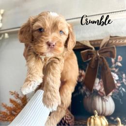 Crumble - Caramel male Australian Labradoodle puppy in Palmdale, California from Heavenly Doodles