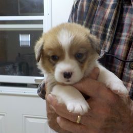 Boy 4 - Red Pembroke Welsh Corgi puppy in Salem, Missouri from Nistler's Farm Corgis