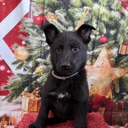 Rainbow bright - Black female German Shepherd puppy in Inverness Highlands South, Florida from Von der Tetiaroa German Shepherd dogs