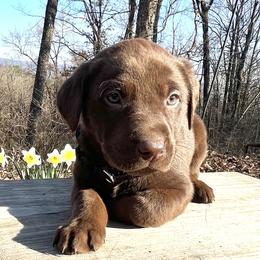 Chocolate boy, black collar - Chocolate male Labrador Retriever puppy in Ozark, Arkansas from Middle Ridge Retrievers