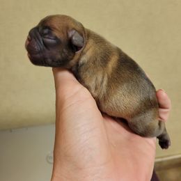 French Bulldog Puppies from Haas Frenchies LLC