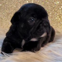 French Bulldog and Yorkshire Terrier Puppies from Yorkies Living in Virginia