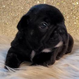 French Bulldog and Yorkshire Terrier Puppies from Yorkies Living in Virginia