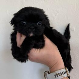 AKC Champion bloodline female Shih Tzu Luna - Black female Shih Tzu puppy in Long Beach, California from Shih Zu’s of Long Beach