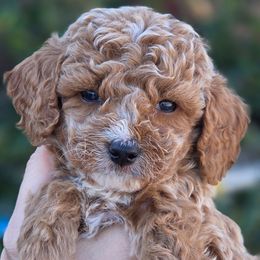 Hershey Blue - Red  male Goldendoodle puppy in Vernon, Texas from Sugarland's Texas Goldendoodles
