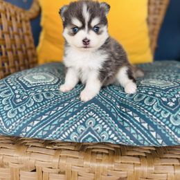 Blues - Blue female Pomsky puppy in Yavapai County, Arizona from Pawsh Pomskies