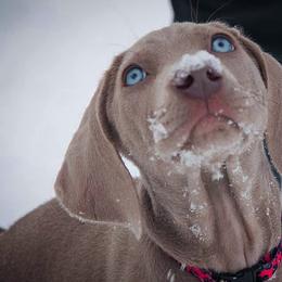 German Shorthaired Pointer and Weimaraner Puppies from SilverBay GunDogs