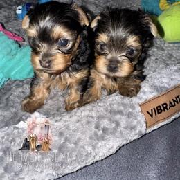Yorkshire Terrier Puppies from Heaven_sent_toy_yorkies