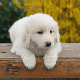 Girl 5 Green - White female Great Pyrenees puppy in Yakima, Washington from Naches Heights Ranch