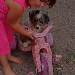 Australian Shepherd and Miniature Australian Shepherd Puppies from Donaldson Aussies