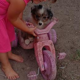 Australian Shepherd and Miniature Australian Shepherd Puppies from Donaldson Aussies