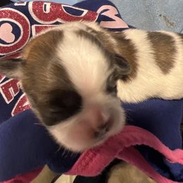 Girl 2 - Liver and white female Shih Tzu puppy in Norwood, South Carolina from Vicky‘s precious paw’s