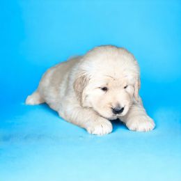 Blue Boy - Golden Retriever puppy in Carmel, Indiana from Sterling Valleys Goldens and Aussies