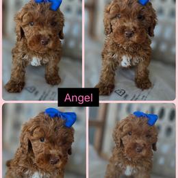 Angel - Red  female Goldendoodle puppy in Decatur, Tennessee from Diamond's Doodles