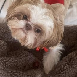 Shih Tzu All Grown Up from Brinklee's Babies