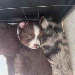 Tempura - Red & white male Toy Australian Shepherd puppy in Reidsville, North Carolina from Cherry Grove Kennel